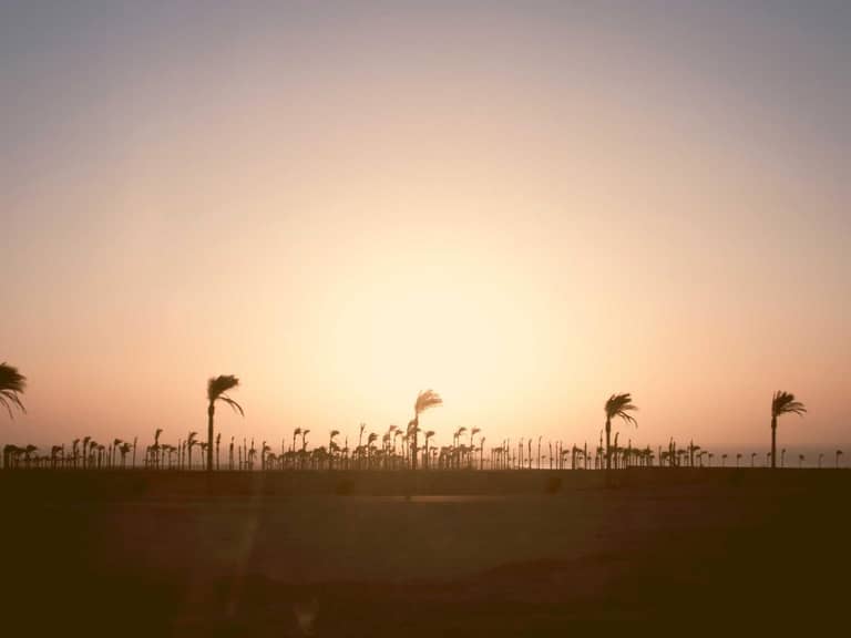 Elephants roaming in Yankari Game Reserve